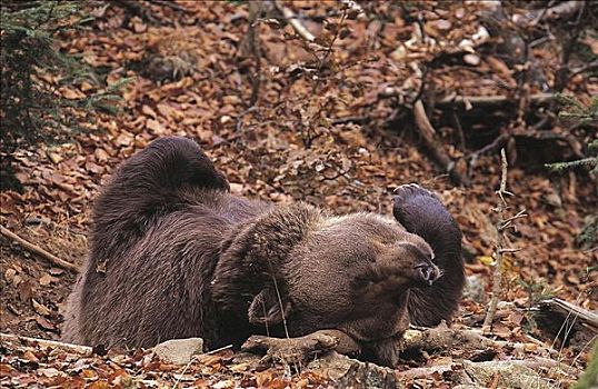 棕熊,卧,背影,哺乳动物,巴伐利亚森林国家公园,德国,欧洲,熊,动物