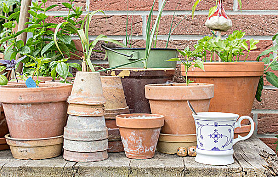 花盆,药草,蔬菜,咖啡杯,花园桌