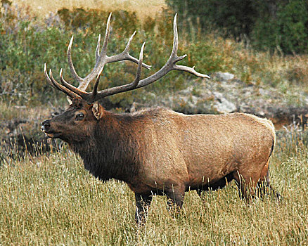 雄性,麋鹿,冰碛,公园,落基山国家公园,科罗拉多,美国