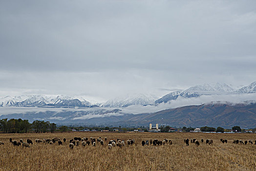 阿拉木图雪山草地羊群