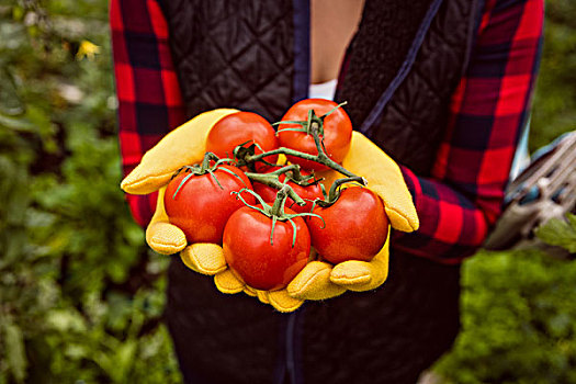 女人,手套,拿着,西红柿,特写,乡村