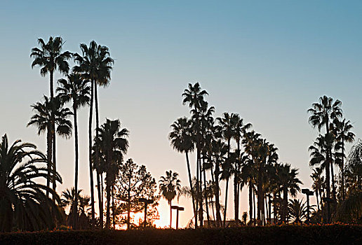 剪影,棕榈树,日落
