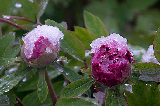 雪中牡丹