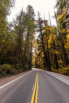 公路,树林,沿岸,美洲杉,树,北美红杉,杰迪戴亚-史密斯红杉树州立公园,加利福尼亚,美国,北美