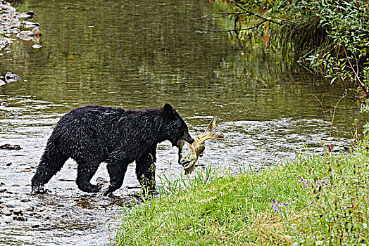 成年,黑熊,美洲黑熊,抓住,鱼,溪流,通加斯国家森林,阿拉斯加,美国