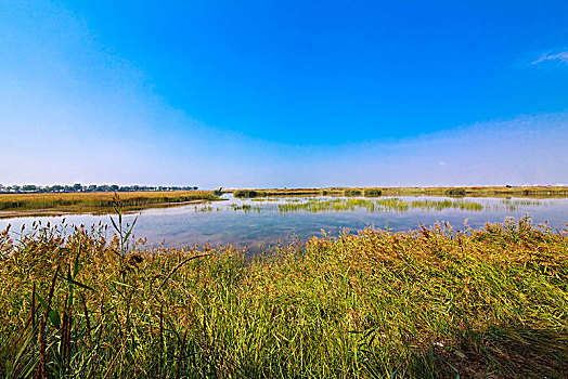 沙湖湿地景观