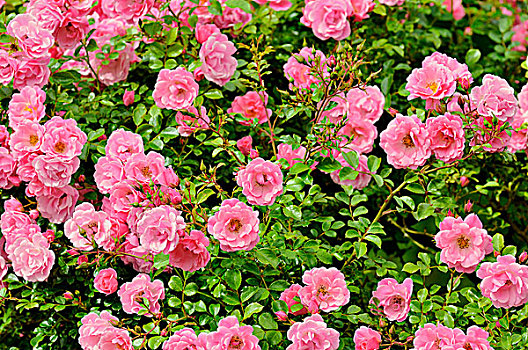 地被植物,玫瑰,粉色,北莱茵威斯特伐利亚,德国,欧洲