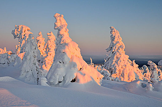 雪,遮盖,松树,晚间,亮光,布罗肯,山,哈尔茨山,萨克森安哈尔特,德国,欧洲