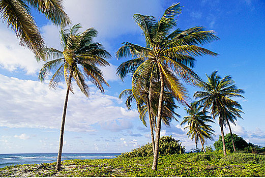 椰树,瓜德罗普,法国,西印度群岛