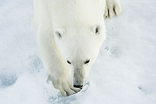 格陵兰,声音,特写,俯视,北极熊,走,冰