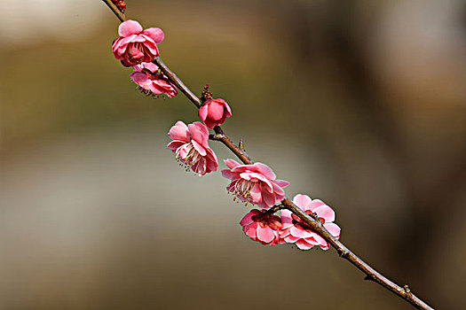 梅花,红梅花