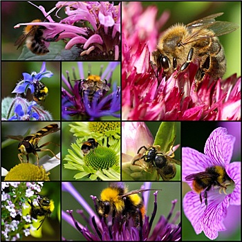 大黄蜂,蜜蜂,黄蜂,授粉,花,抽象拼贴画