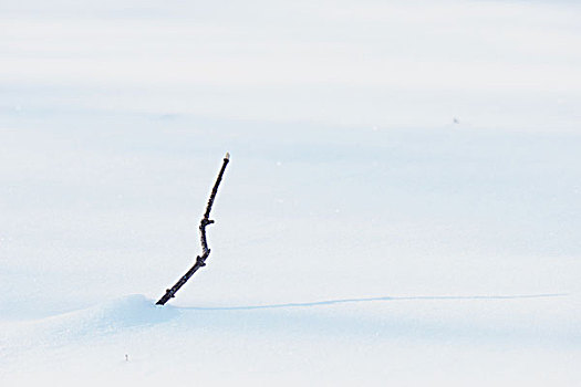 冬季,雪,影