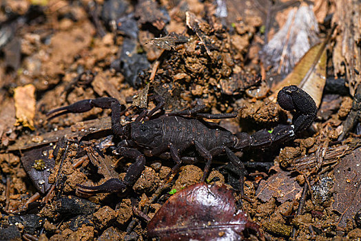 蝎子,国家公园,马达加斯加,非洲