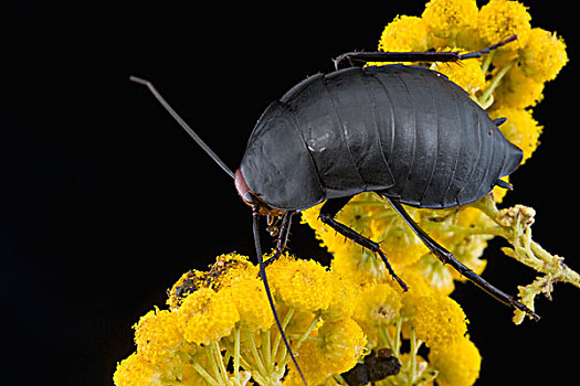 蟑螂,花,格格普自然保护区,南非