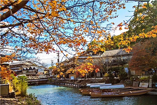 红色,鸡爪枫,秋天,树,京都,日本