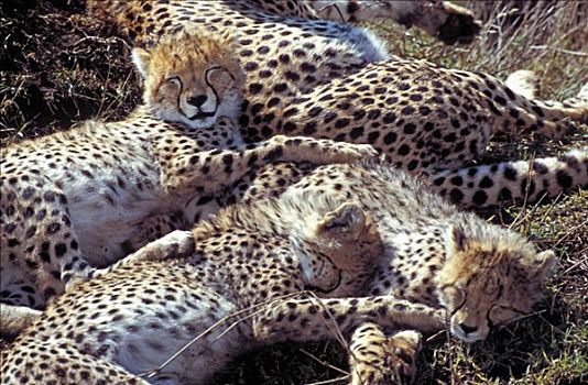 印度豹,猎豹,马赛马拉,肯尼亚,非洲