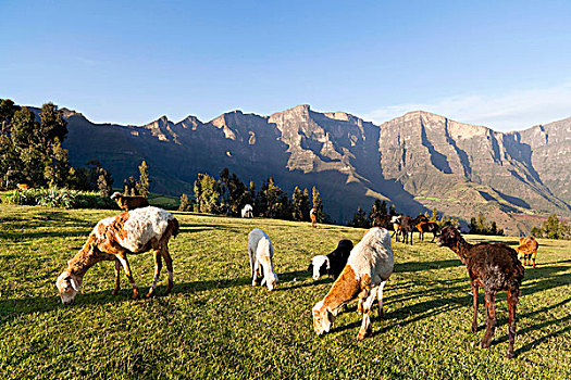 牧群,放牧,靠近,高地,埃塞俄比亚