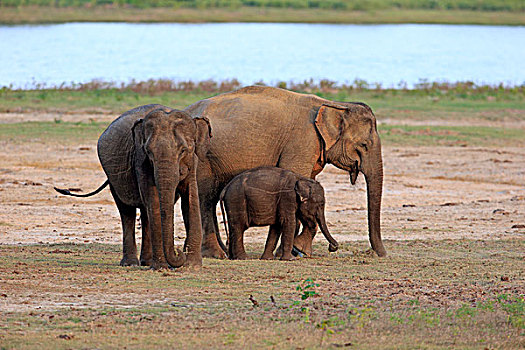 斯里兰卡人,大象,象属,幼兽,吃,女性,群,国家公园,斯里兰卡,亚洲