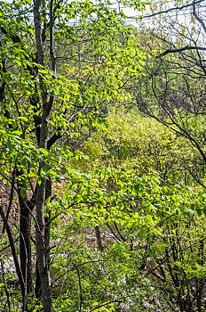 夏季白昼森林中树木的绿色枝叶