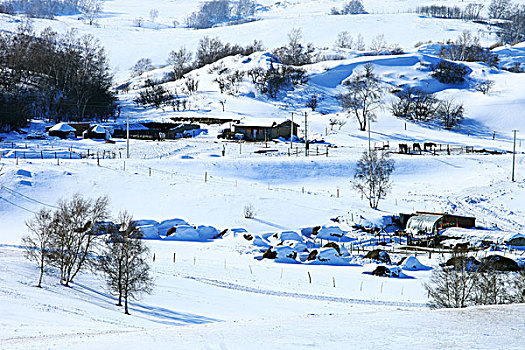 冬季草原树林雪景