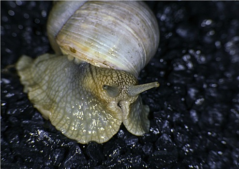 勃艮第,蜗牛