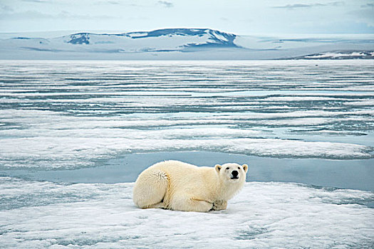 挪威,斯瓦尔巴群岛,斯匹次卑尔根岛,北极熊,成年,休息,海冰,寻找,海豹