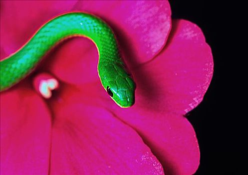 平滑,绿色,蛇