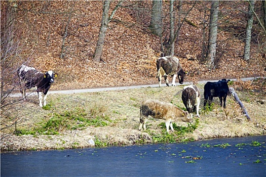 牧群,乳业,母牛,家畜,河岸,湖,岸边