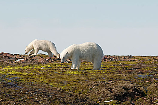 挪威,斯瓦尔巴群岛,斯匹次卑尔根岛,北极熊,母熊,幼兽,岛屿,海岸