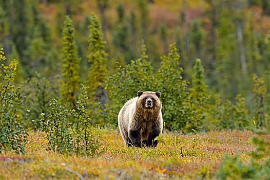 大灰熊,棕熊,站立,蓝莓,北极圈,育空地区,加拿大,北美