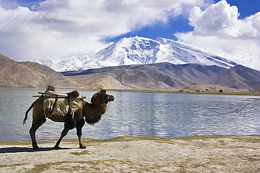 骆驼,新疆,区域,中国
