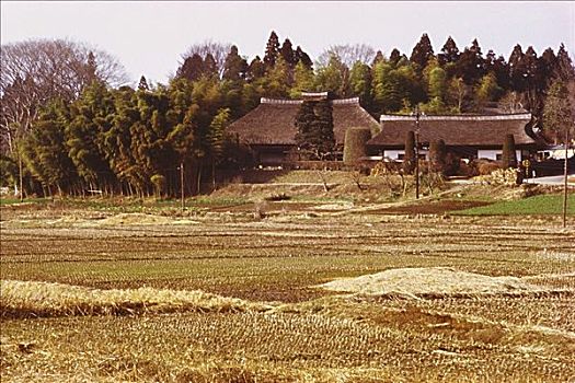 茅草屋顶,农舍,正面,稻田,枥木,日本