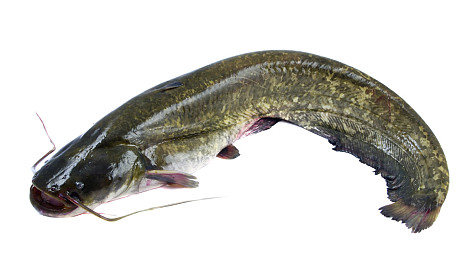 鲶鱼图片_鲶鱼高清图片_全景视觉