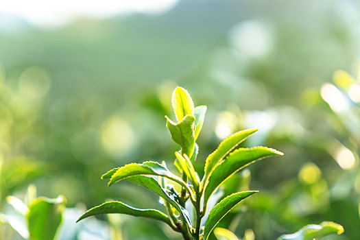 西湖龙井茶叶