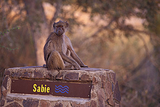 非洲,南非,国家公园,南非大狒狒