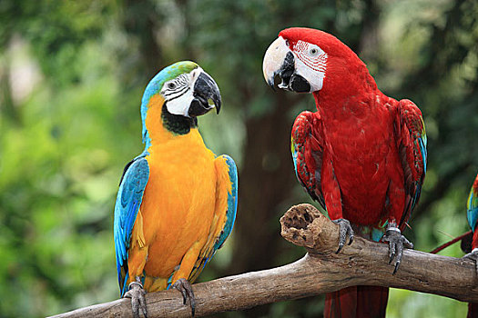 新加坡动物园鹦鹉对话吵架