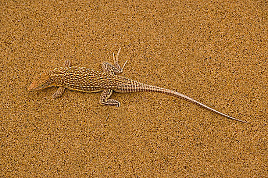 蜥蜴,成年,沿岸,沙子,沙丘,纳米比亚,非洲