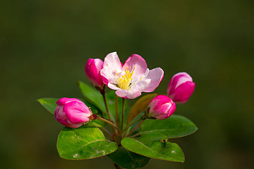 海棠花