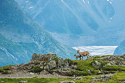 阿尔卑斯野山羊,女性,幼兽,岩石上,正面,冰冻,冰河,勃朗峰,法国,欧洲