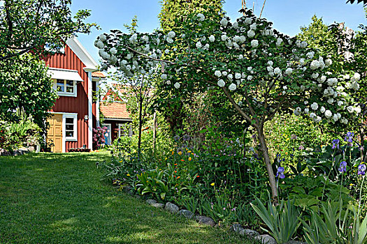雪球,树,夏天,花园,瑞典,房子,背景