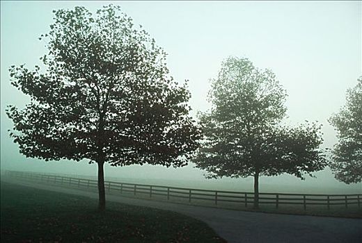 树,地点,薄雾