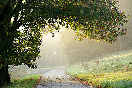 风景,树枝,悬挂,上方,道路,雾状,早晨,秋天,普拉蒂纳特,巴伐利亚,德国