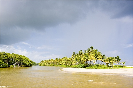 椰树,湾,特立尼达