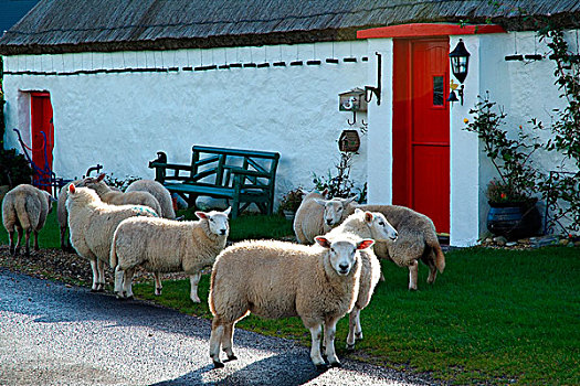 绵羊,传统,屋舍,头部,多纳格,爱尔兰