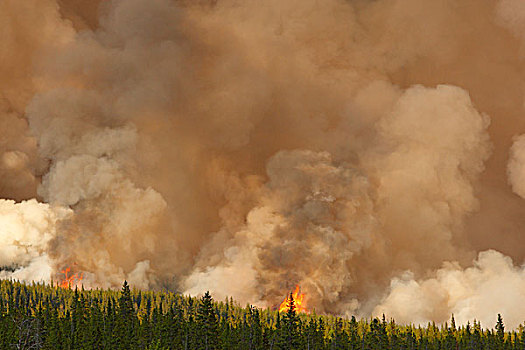 森林火灾,燃烧,公路,艾伯塔省,加拿大