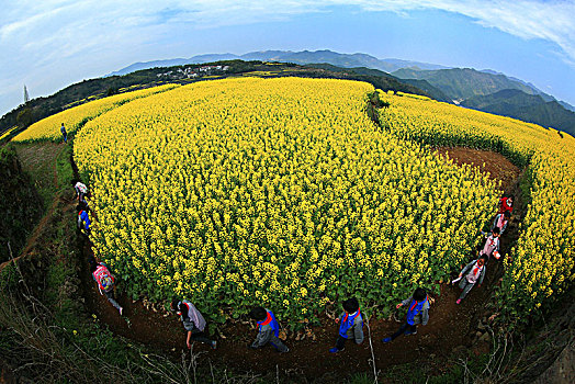 宁海,岔路镇,油菜花,田园,田野,春天,学生,春游,王爱山,乡村