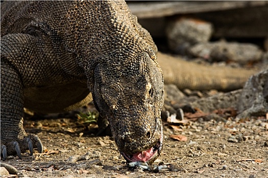 科摩多巨蜥,进食