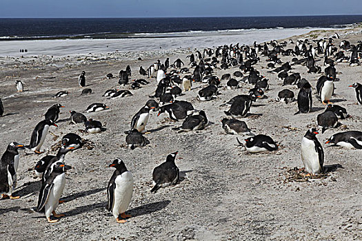 生物群,巴布亚企鹅,海岸,福克兰群岛