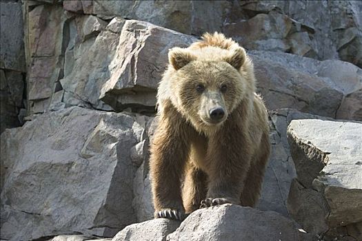 大灰熊,棕熊,幼小,站立,石头,卡特麦国家公园,阿拉斯加